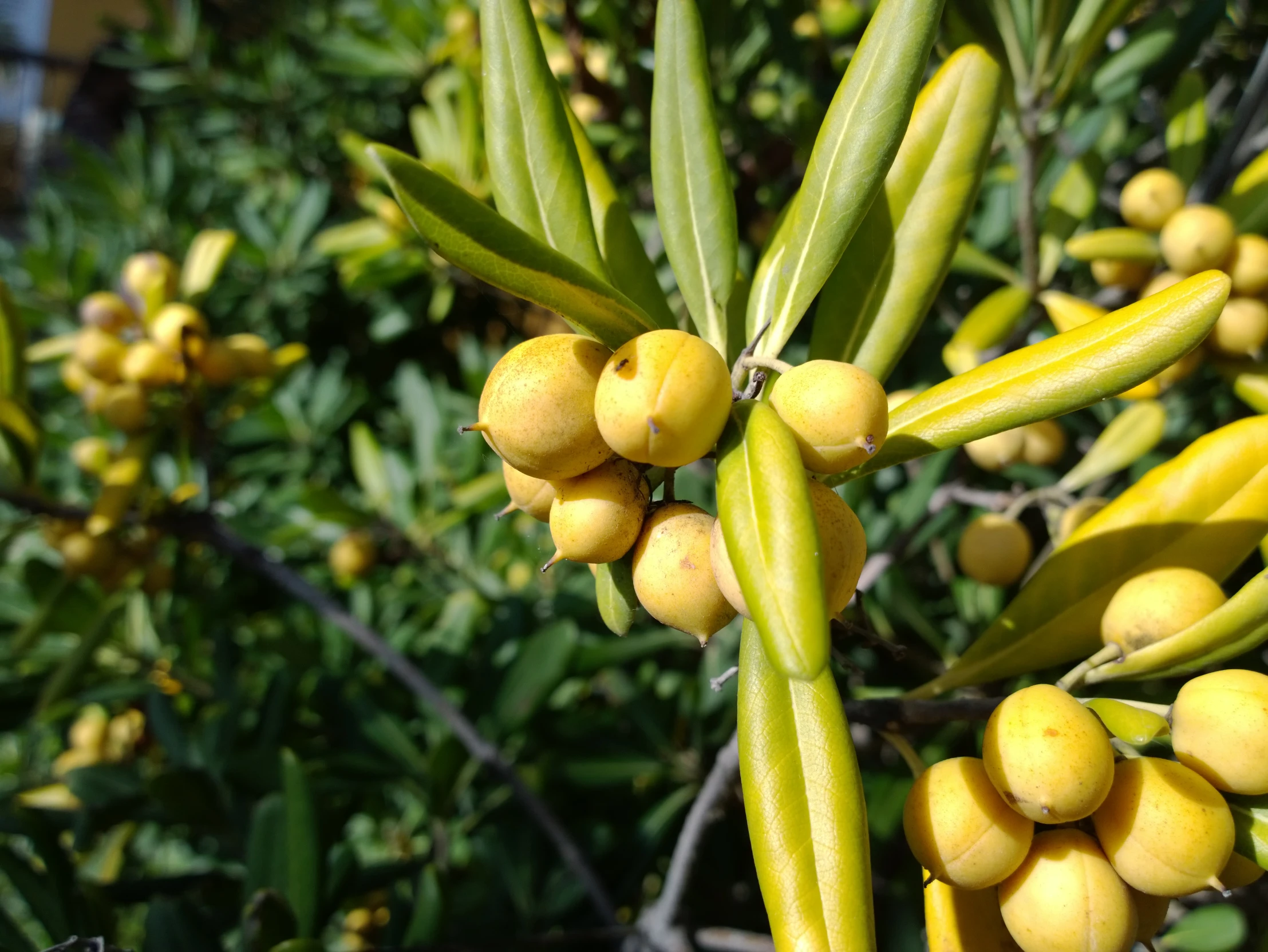 a closeup of some yellow fruit on a plant