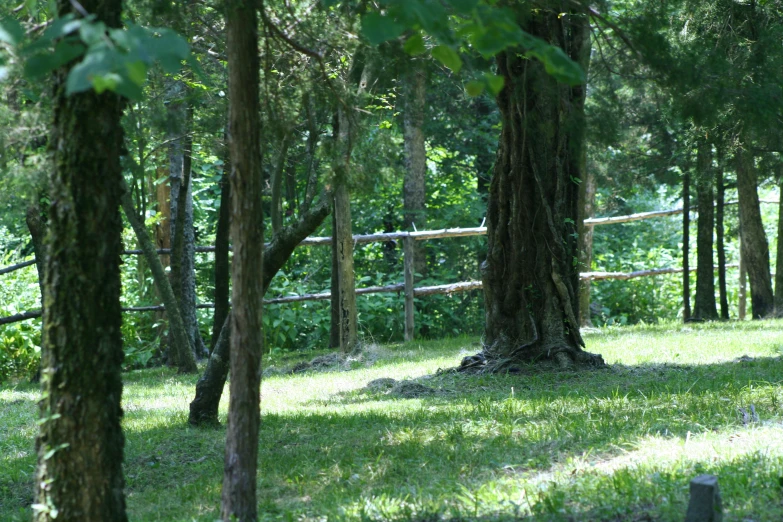 a horse standing in the shade of several trees