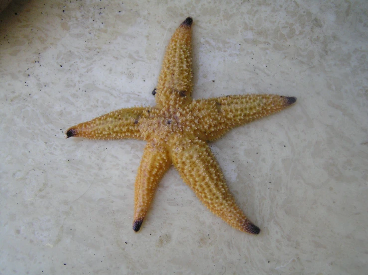 some yellow stars are on a white counter top