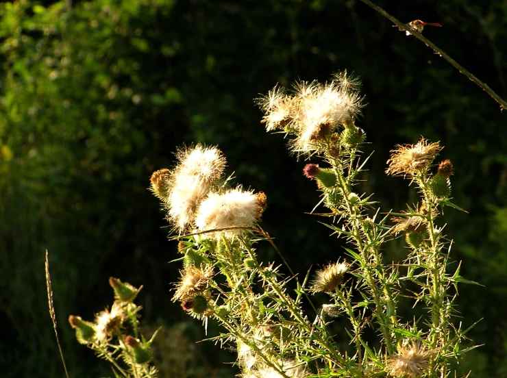 some flowers and grass in the middle of the day