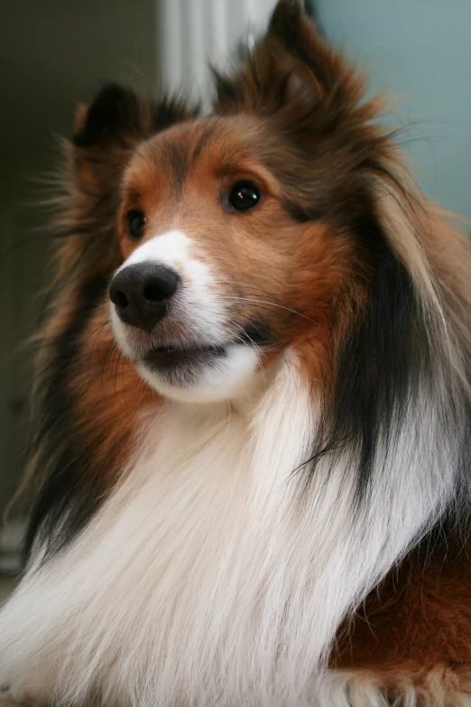 this dog has long hair on it's head