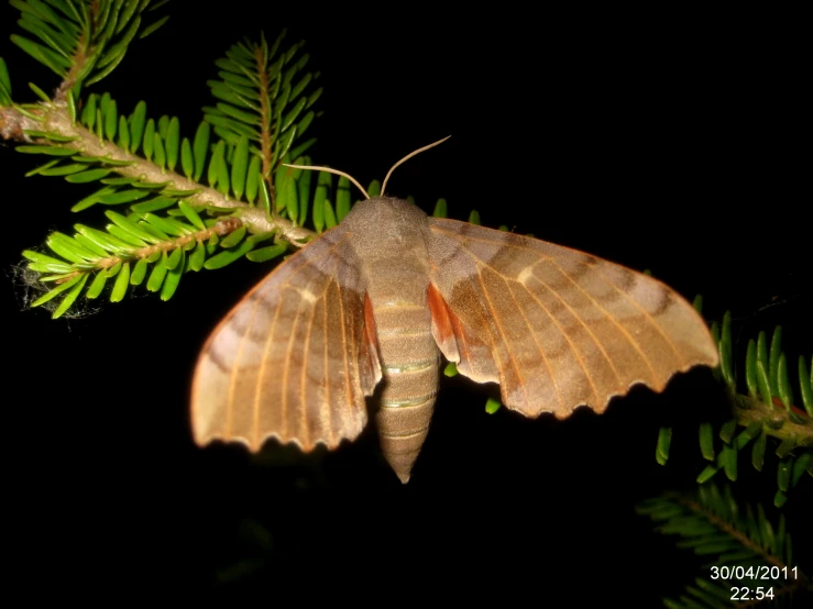 a moths with long wings hanging from a green leaf