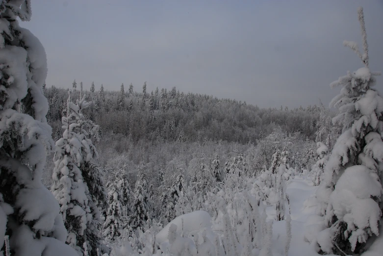 a snowy forest scene with lots of snow on the trees