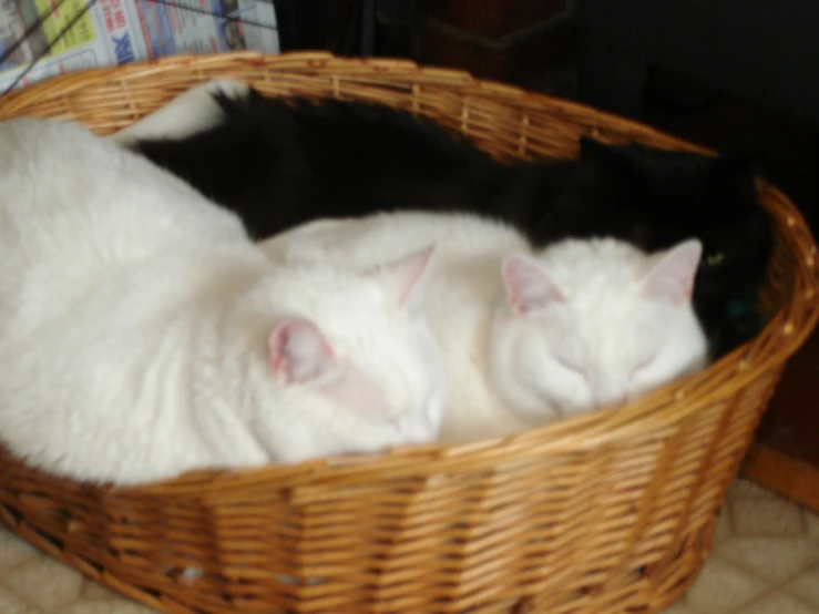 two cats sleeping side by side in a basket