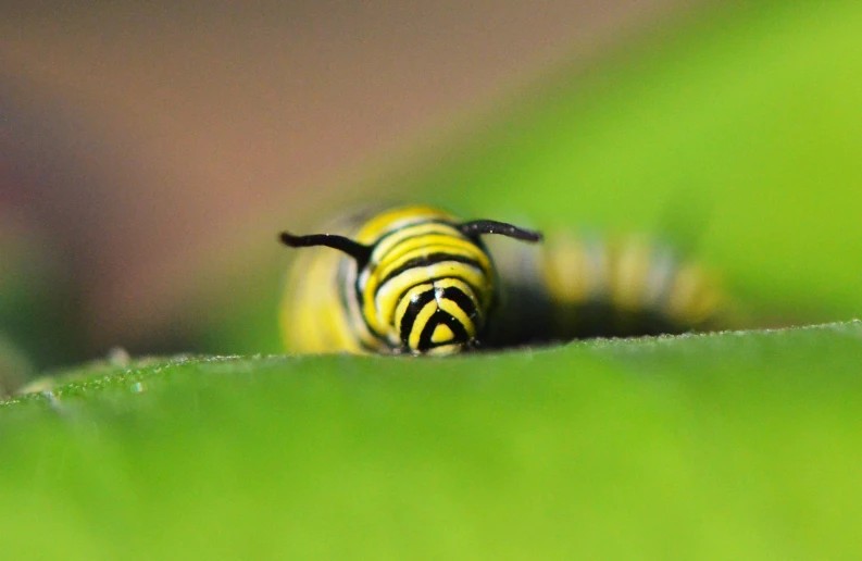 a yellow and black striped insect laying on a green leaf