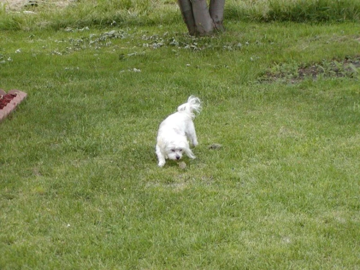 small white dog running with a toy in the grass