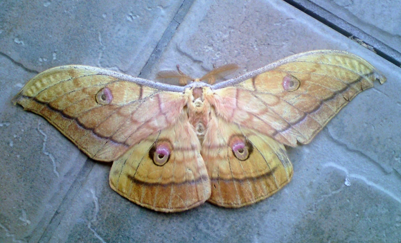 a moth on some concrete near the ground