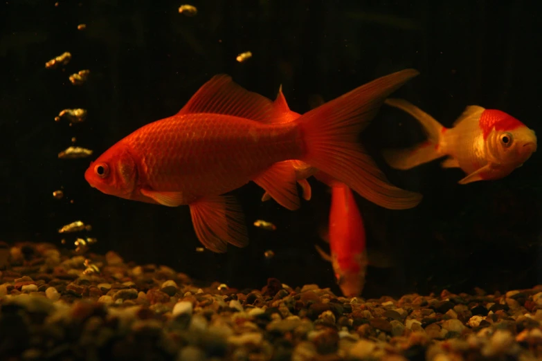 two orange fish in an aquarium with gravel