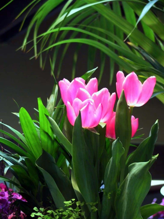 a group of pink flowers in the midst of some green plants