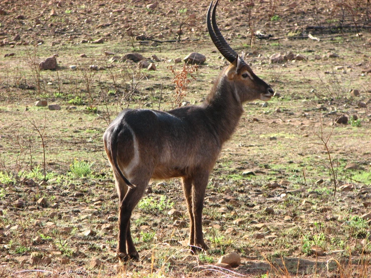 an antelope is standing in a barren field