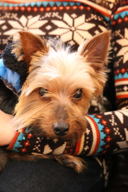 a person is sitting down holding a small dog