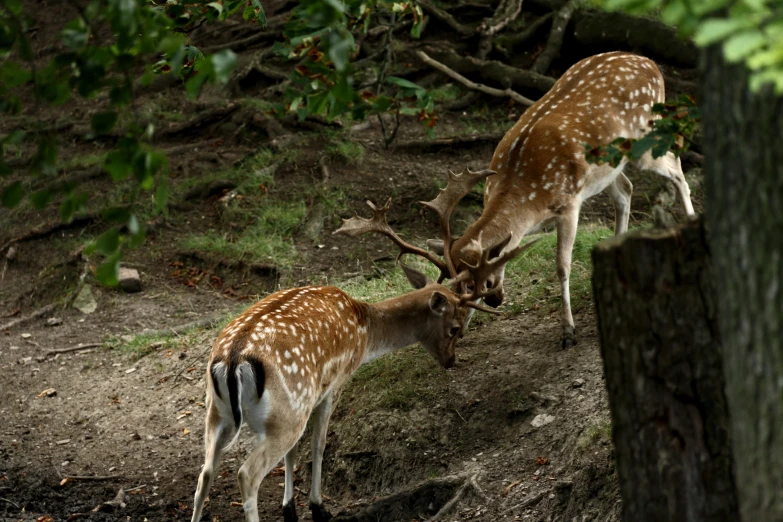 a group of deer in the wild looking down