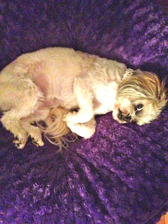 a small dog is curled up on a purple blanket