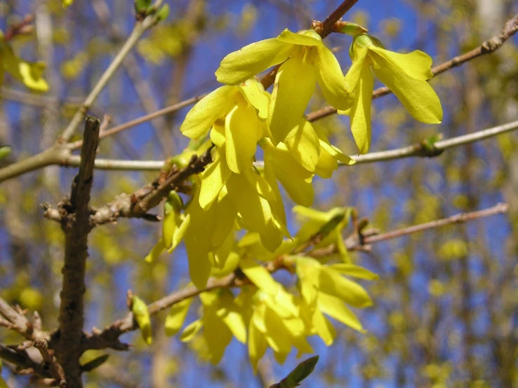 some yellow flowers growing on a tree nch