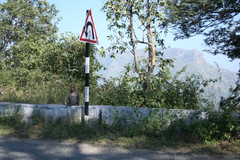 there is a monkey that is sitting on the edge of a road