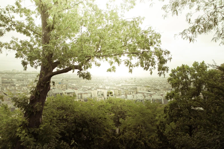 an old tree with very tall buildings in the distance