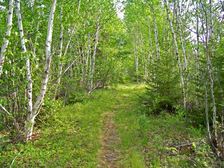 an image of a trail going through the woods