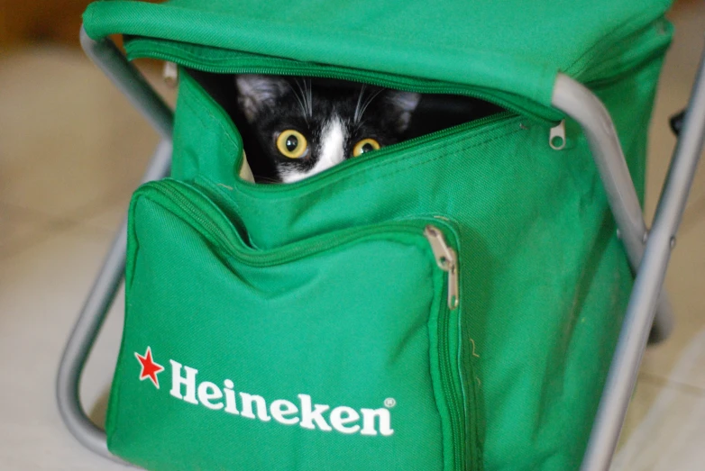 a cat peeks out from in the back of a grocery bag