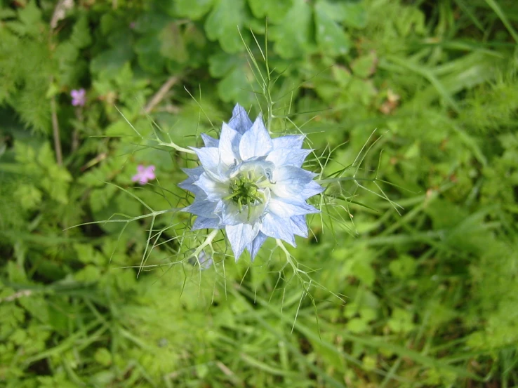 close up of flower with blurred blurry background