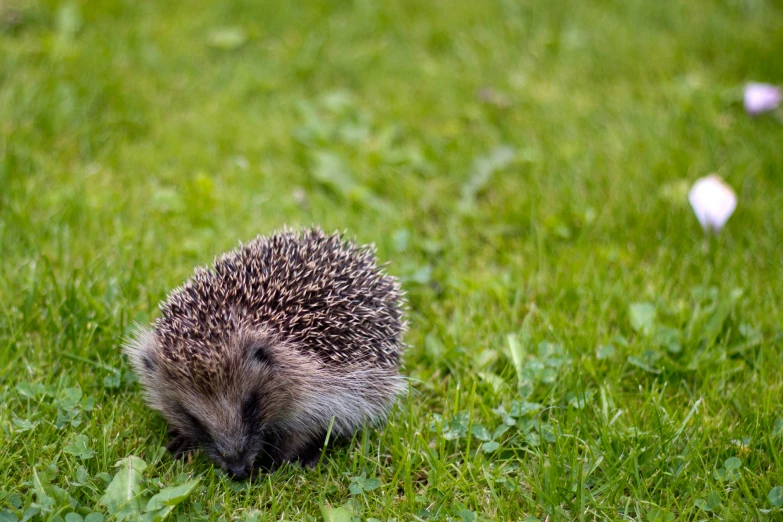 small animal in grassy field eating from the ground