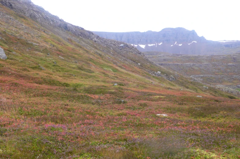 this grassy slope has a very thick, rocky mountain in the background