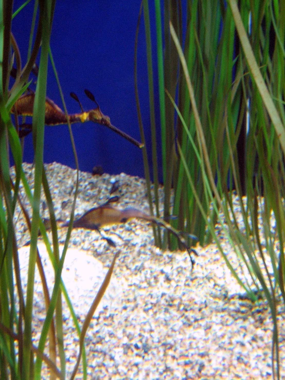 an aquarium full of water plants and algae