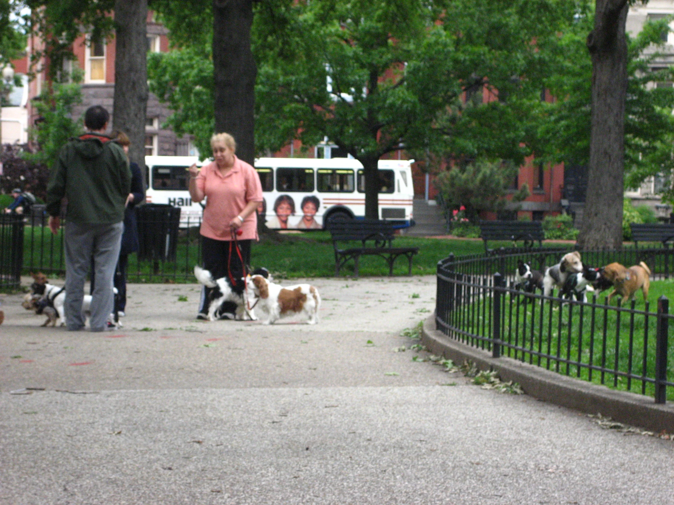 some people with several dogs are by a road