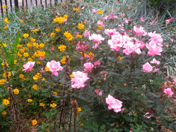 a bunch of very pretty flowers near a fence