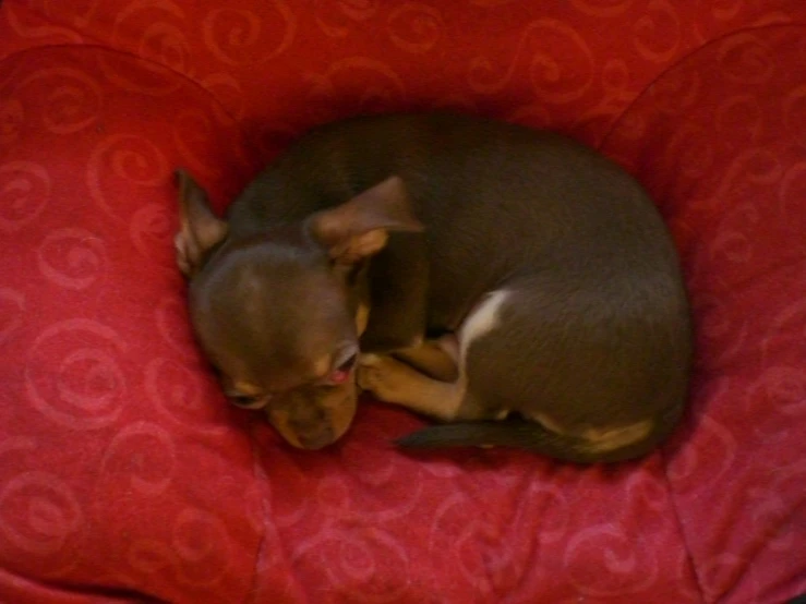 a small dog laying on top of a red blanket