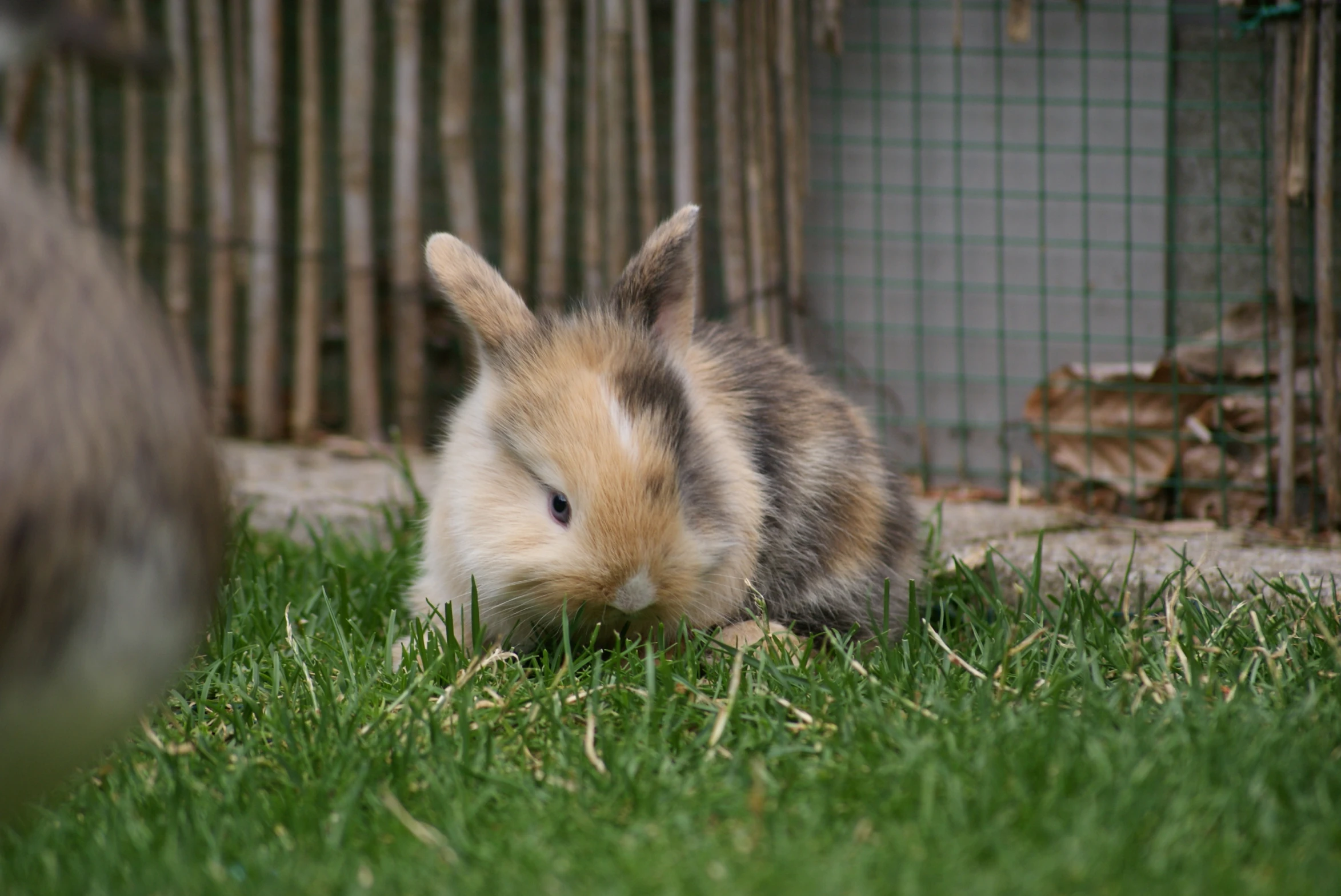 a small rabbit laying on top of a grass covered field