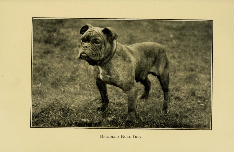 a black and white dog is walking through grass