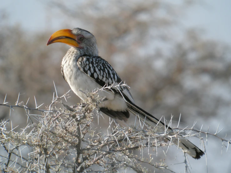 there is a bird perched on the top of a tree