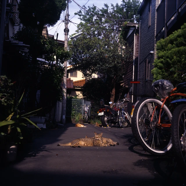 a cat sitting down in the middle of an alley with parked bikes