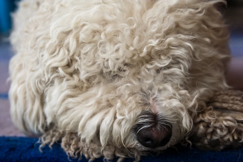 the head and front legs of a small, gy dog