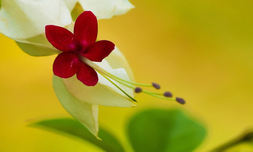 a large red and white flower in bloom