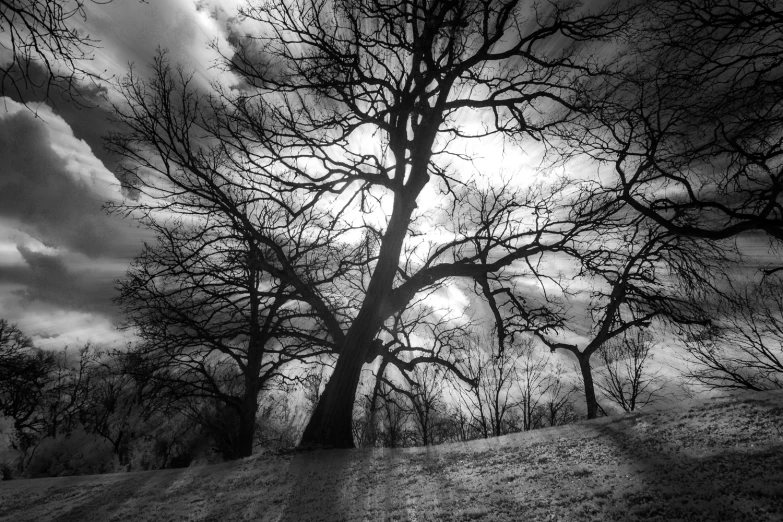 some dead trees are on the side of a hill