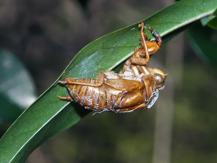 a close up of a bug on a green leaf