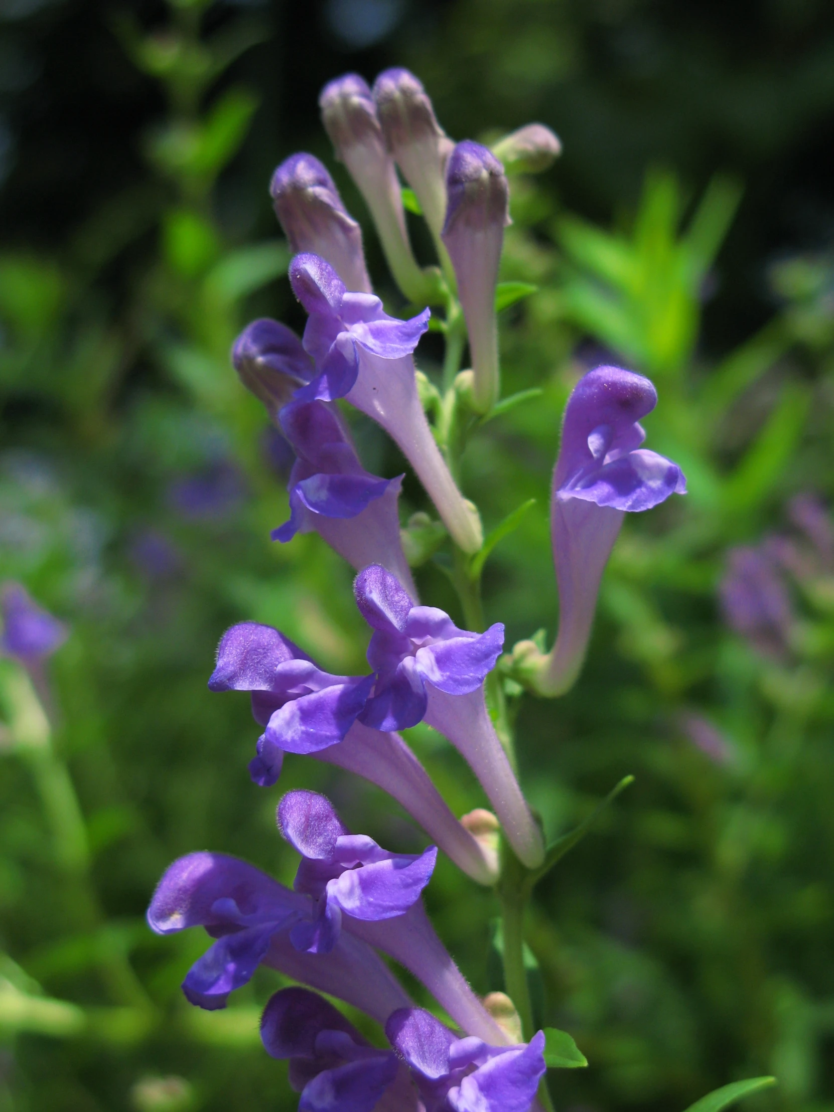 purple flowers blooming in the middle of a field