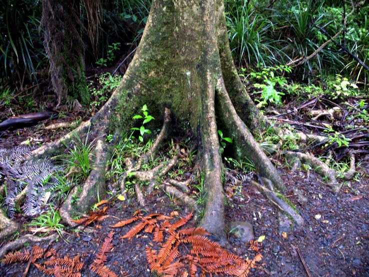 an unmowed tree roots and its roots in the forest