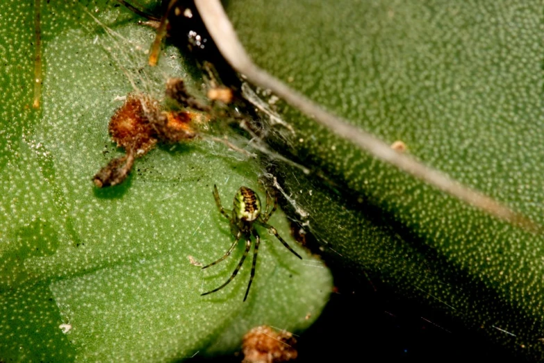 there are many bugs that are together on a leaf