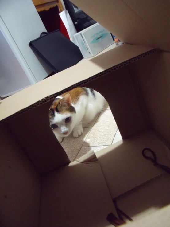 a cat inside of a cardboard box looking through it