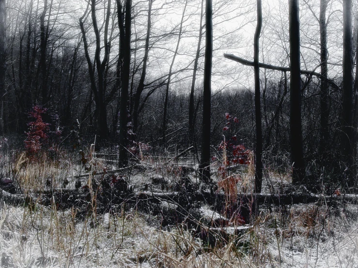 black and white po of a snow covered field