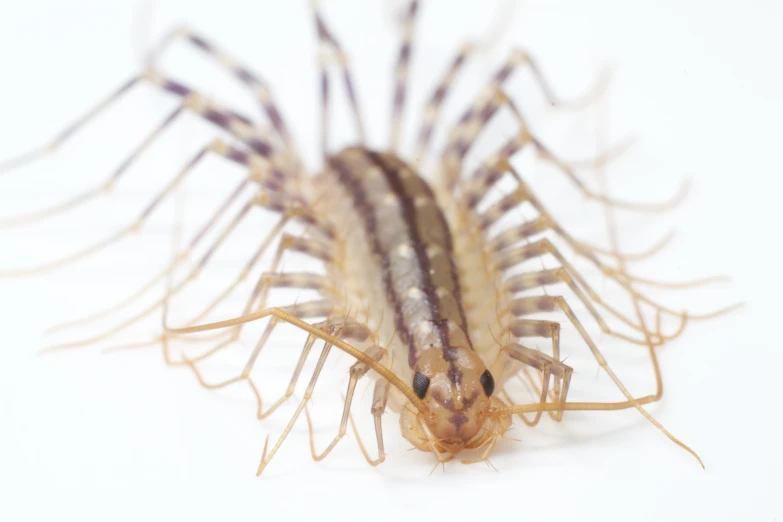 a close up of a dead insect on a white background