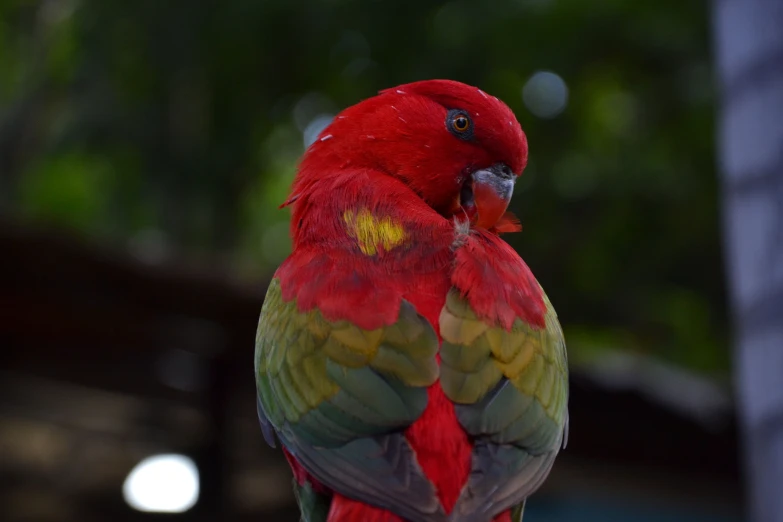 a red, yellow, green and red parrot standing on a nch