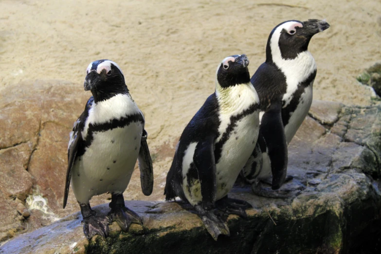 three penguins sitting next to each other on top of a rock