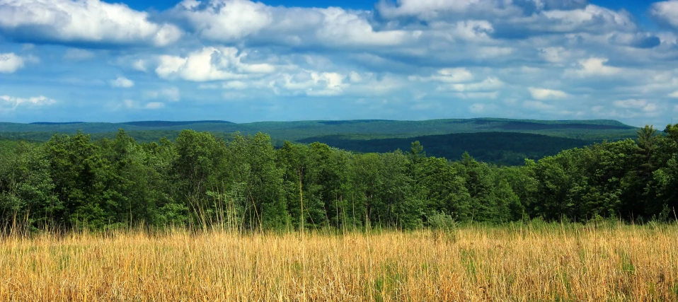 field with grassy and tall vegetation against sky