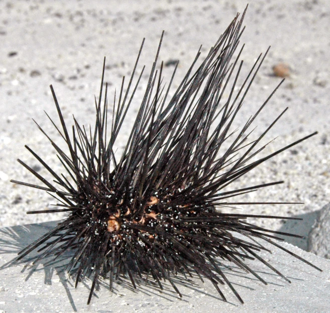 a small porcupine on the sand of a beach