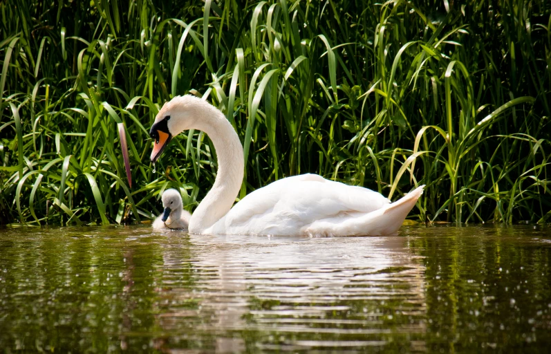 a swan swimming on the side of a pond with its babies