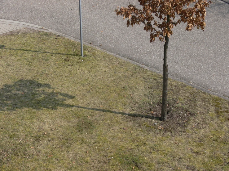 this is a shadow of a lone tree and a street sign on the side of a road