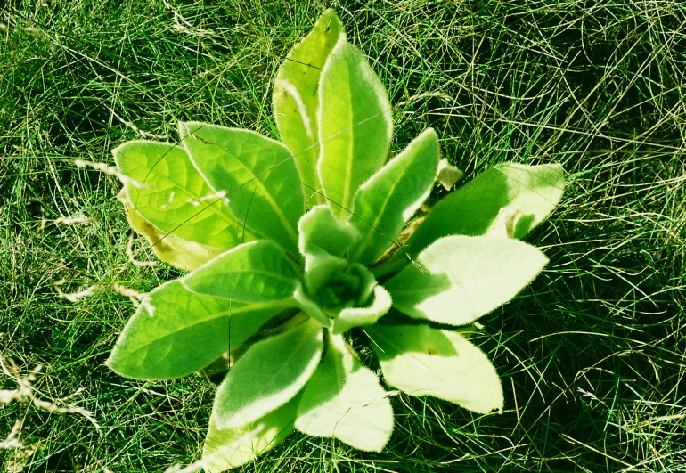 a plant growing out of the grass in the sunshine